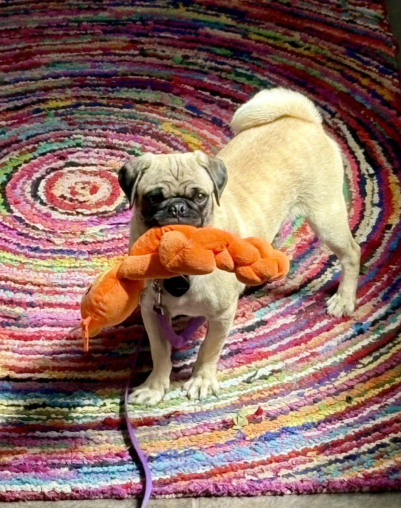 A young small-sized male Pug dog named Dale for adoption in Bothell, WA