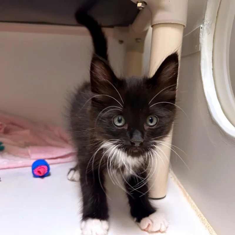 A baby small-sized male Domestic Medium Hair cat named Chipmunk for adoption in Woodinville, WA