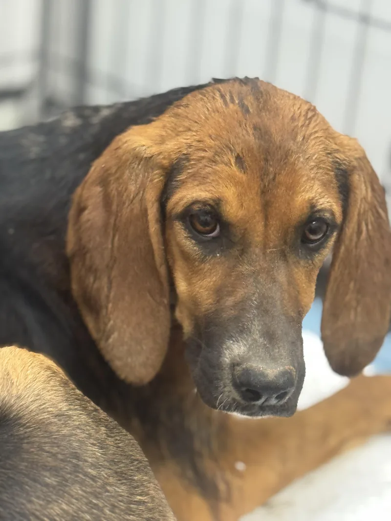 A baby large-sized female Bicolor Bloodhound dog named Ginger for adoption in Sonora, CA