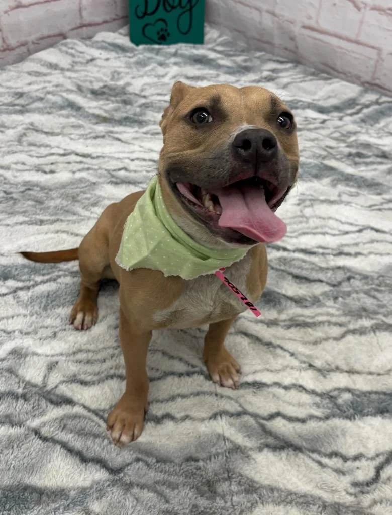 A baby medium-sized female Mixed Breed dog named Khalida for adoption in Detroit, MI