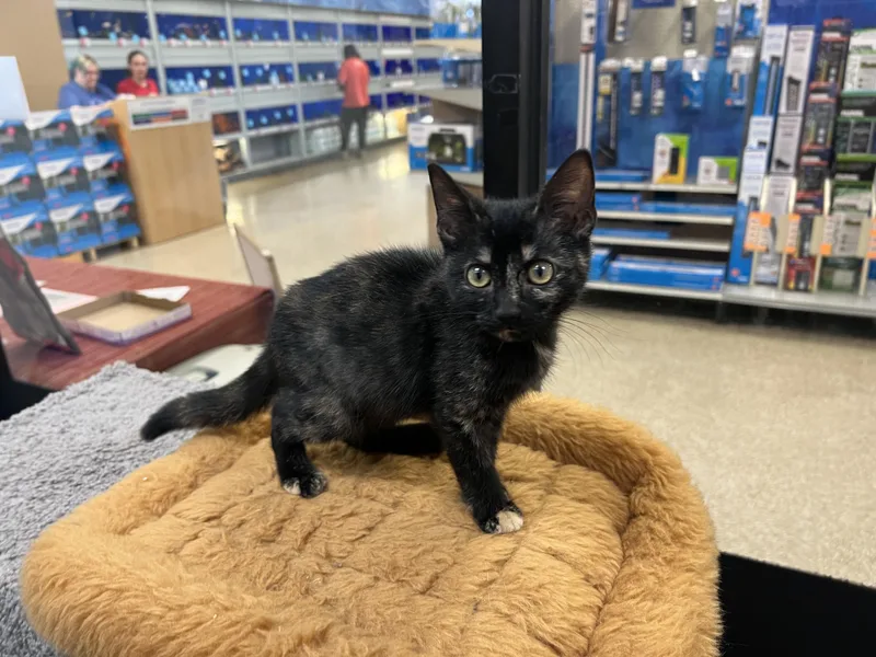 A baby medium-sized female Tortoiseshell cat named Trixie for adoption in Palmetto, FL