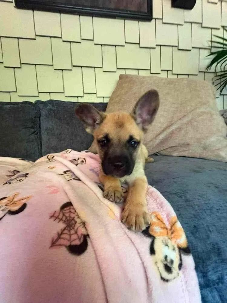 A baby small-sized female Yellow / Tan / Blond / Fawn French Bulldog dog named Belle for adoption in Gillsville, GA