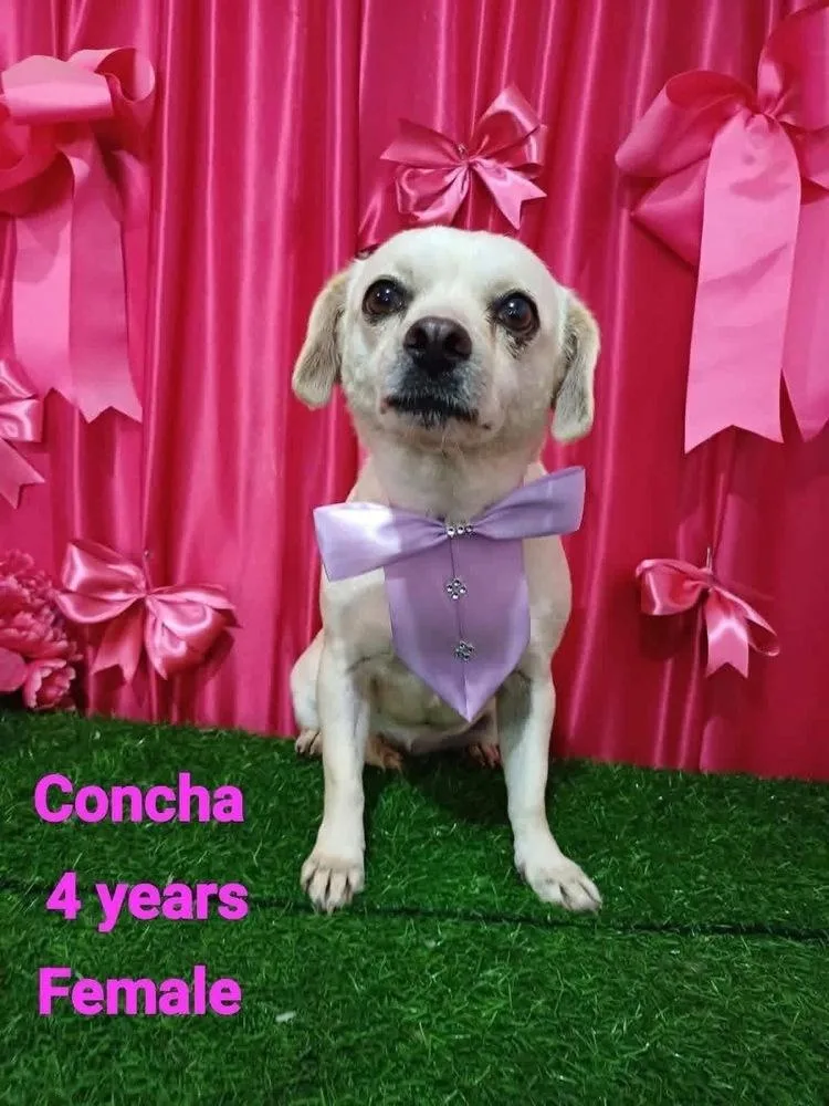 Concha