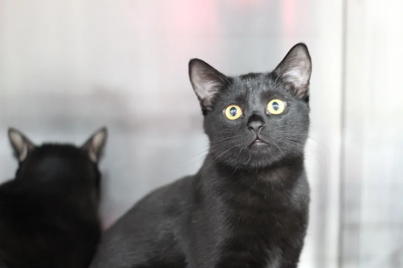 An adult medium-sized female Black Domestic Short Hair cat named Buffy for adoption in Ottumwa, IA