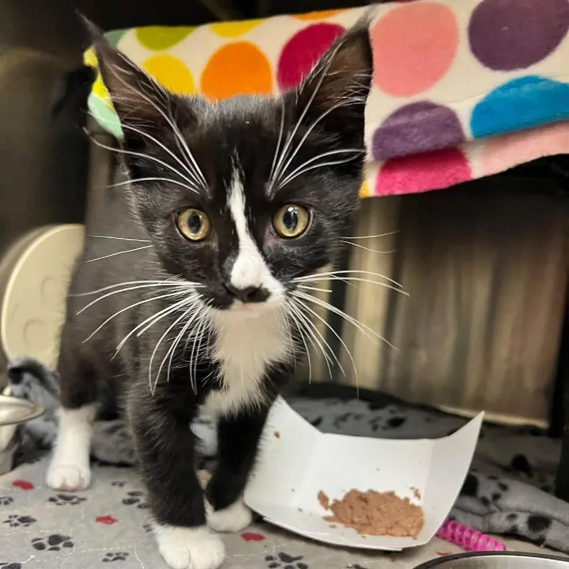 A baby small-sized male Black Domestic Short Hair cat named Coven for adoption in Caryville, TN