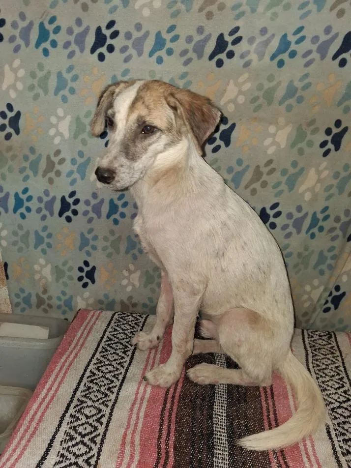 A young small-sized male White / Cream Australian Cattle Dog / Blue Heeler named Winston for adoption in Mena, AR