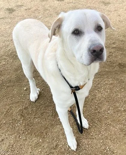 An adult extra large-sized male White / Cream Mixed Breed dog named Lando for adoption in Georgetown, TX