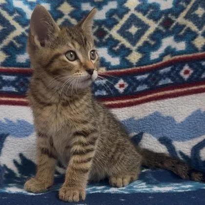 A baby small-sized male Domestic Short Hair cat named Arthur for adoption in Janesville, WI