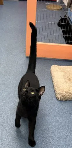 A young medium-sized female Domestic Short Hair cat named Maxine for adoption in St. Johnsbury, VT