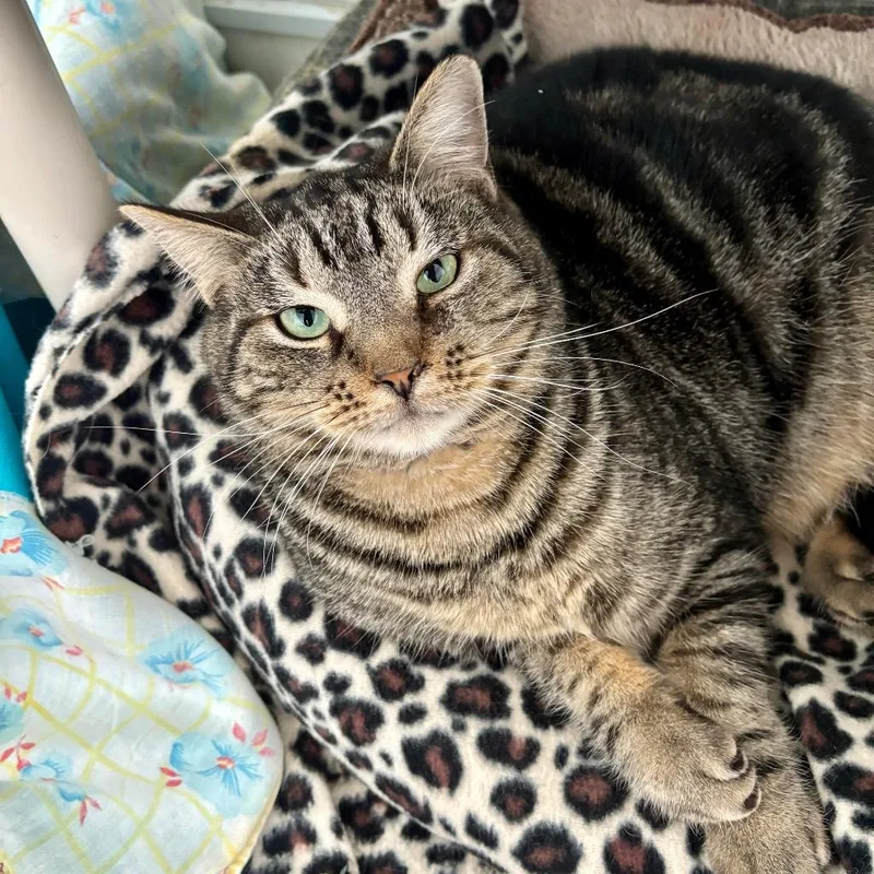 An adult medium-sized male Domestic Short Hair cat named Alex for adoption in Hartford City, IN