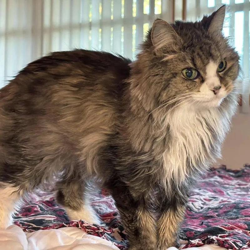 A senior medium-sized female Domestic Long Hair cat named Figgie for adoption in Plover, WI