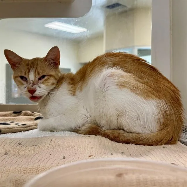 An adult small-sized female Domestic Short Hair cat named Bernice for adoption in Riverside, CA