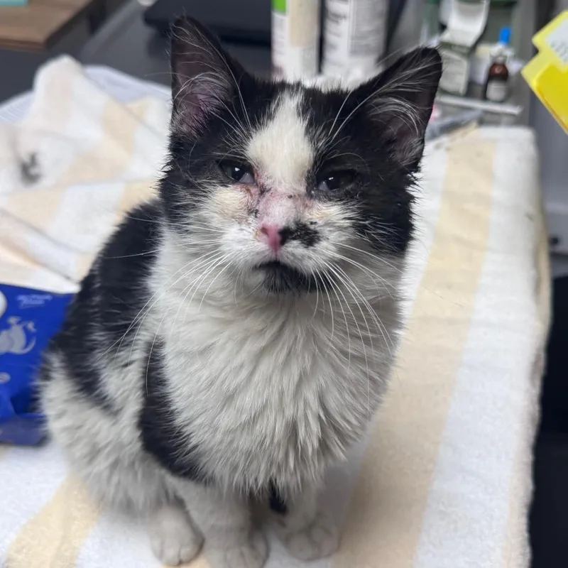 A baby small-sized male White Domestic Long Hair cat named Auto for adoption in Brookfield, WI