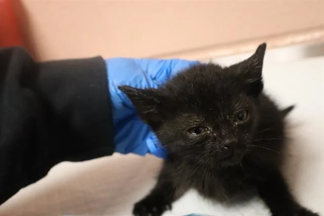 A baby small-sized female Domestic Short Hair cat named Shela for adoption in Columbia, SC