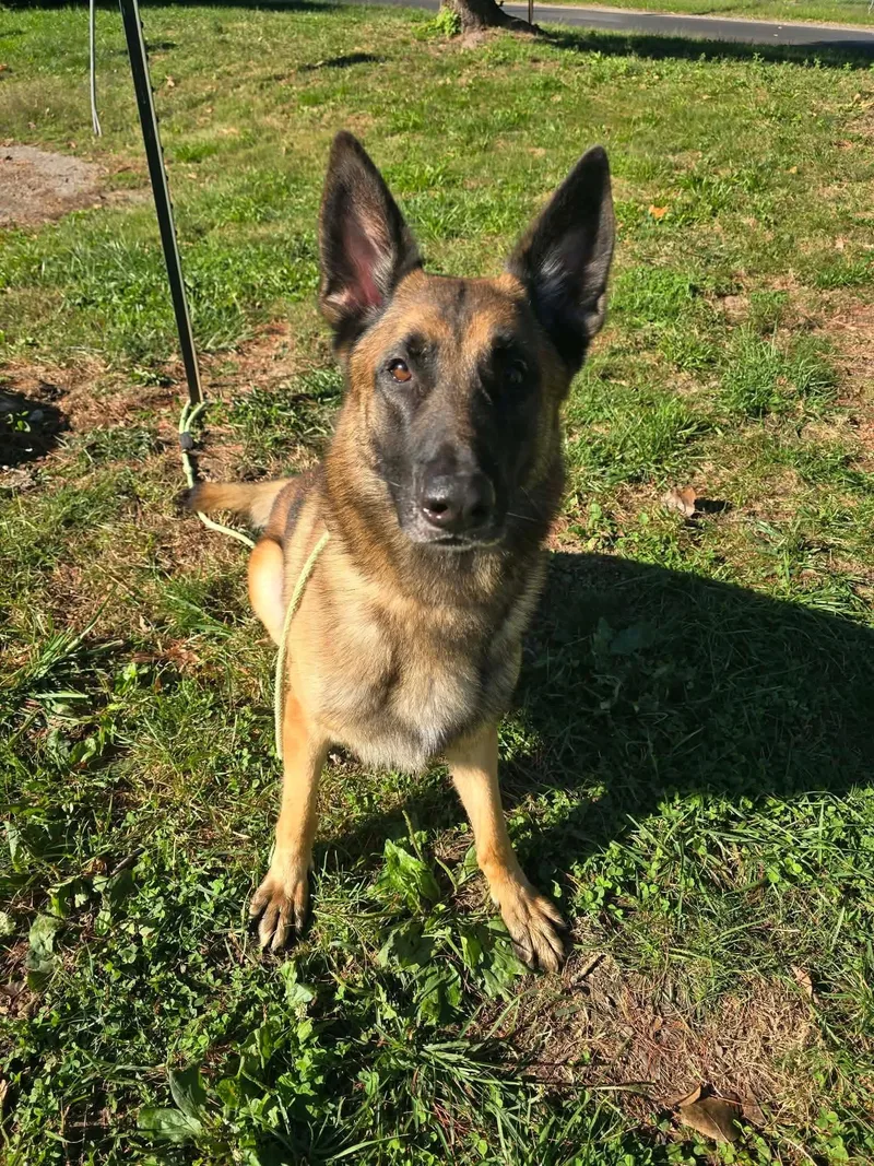 An adult large-sized male German Shepherd Dog dog named Dutch for adoption in Springfield, IL