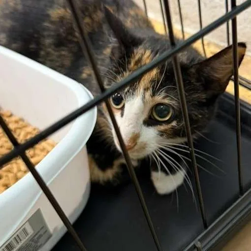 A young medium-sized female Black Domestic Short Hair cat named Maple for adoption in Gadsden, AL