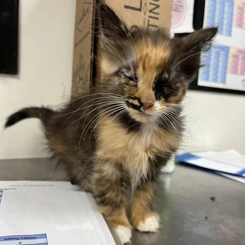 A baby small-sized female Calico Domestic Short Hair cat named Fancy Nancy for adoption in Birmingham, AL