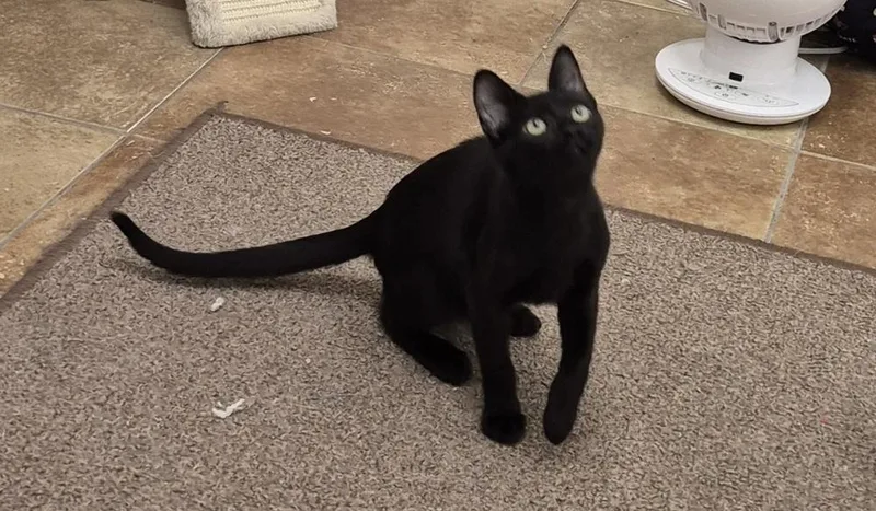 A baby medium-sized male Black Domestic Short Hair cat named Scout for adoption in South Bend, IN