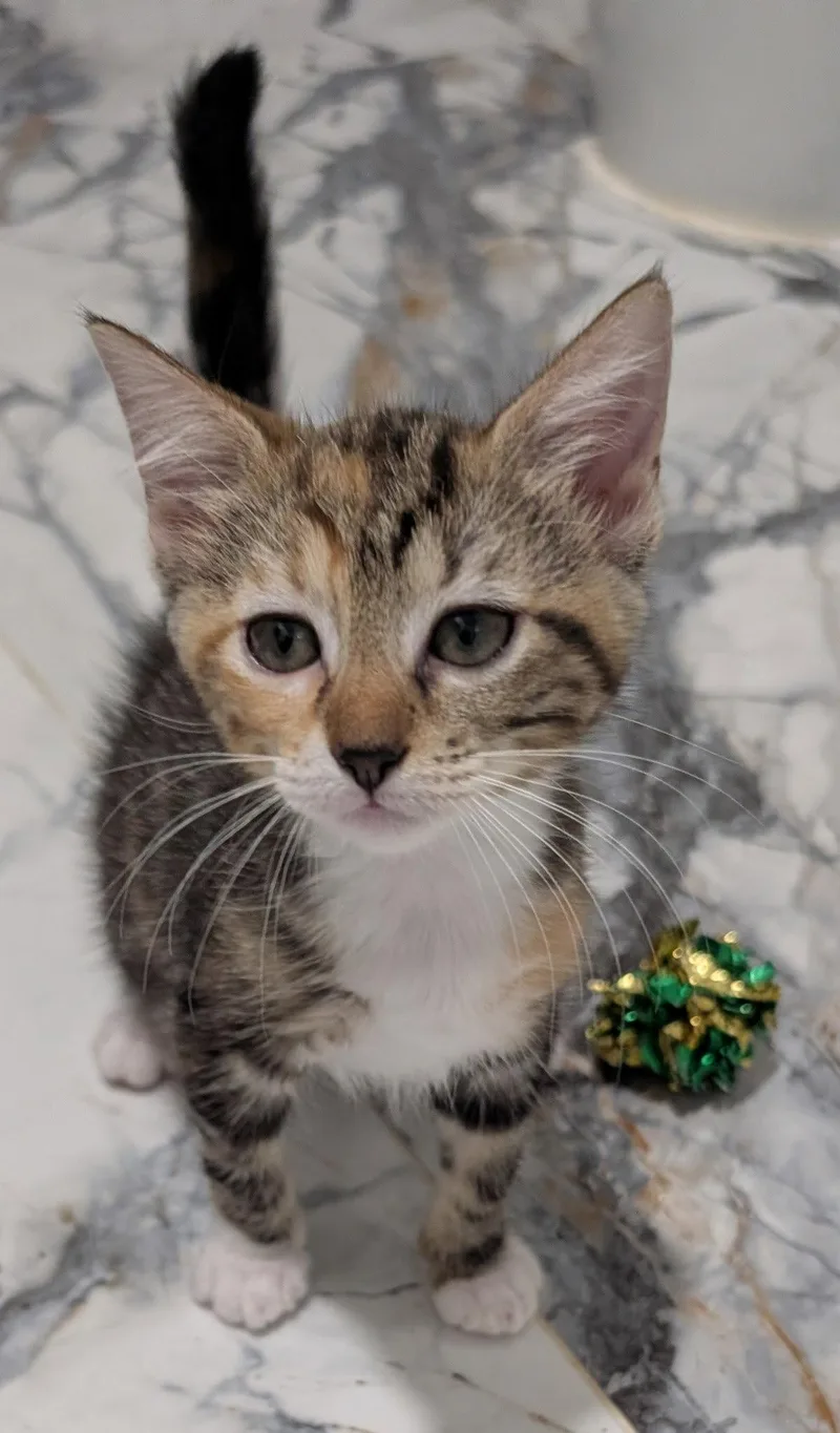 A young medium-sized female Domestic Medium Hair cat named Pixie for adoption in Pompano Beach, FL