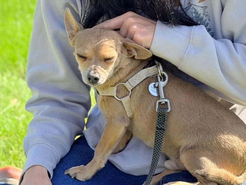 An adult medium-sized male Mixed Breed dog named Evinrude for adoption in Menomonie, WI