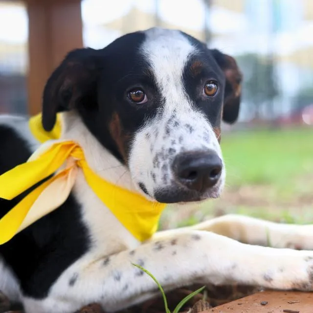 A young medium-sized male Terrier dog named Lou for adoption in San Antonio, TX