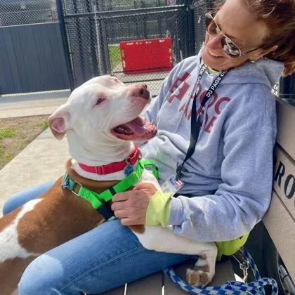 An adult large-sized male Pit Bull Terrier dog named Graham for adoption in Wheaton, IL
