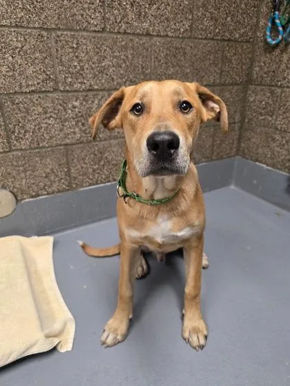 A young large-sized male Mixed Breed dog named Yellowstone for adoption in Eugene, OR