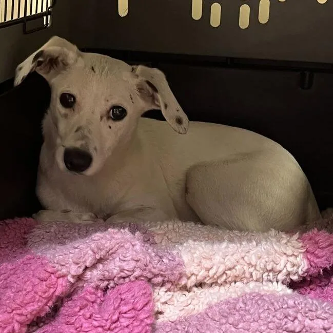 An adult small-sized female White / Cream Terrier dog named MONTStray for adoption in Perkiomenville, PA