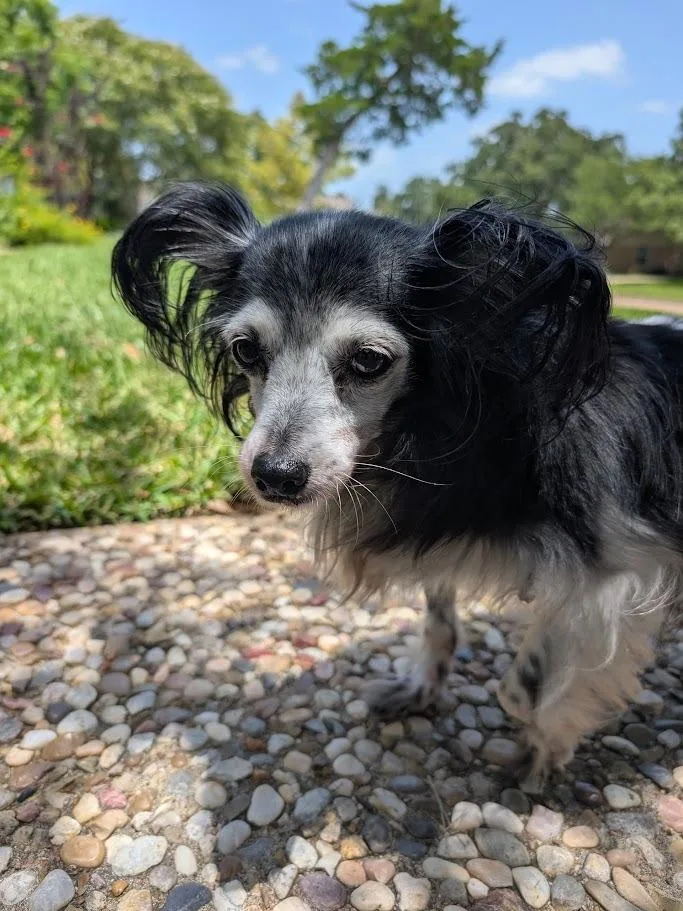 A senior small-sized female Black Papillon dog named Minnie  CO for adoption in Bryan, TX