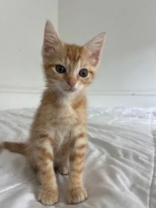 A baby small-sized female Domestic Short Hair cat named A Susiepetsmart North Charleston for adoption in North Charleston, SC