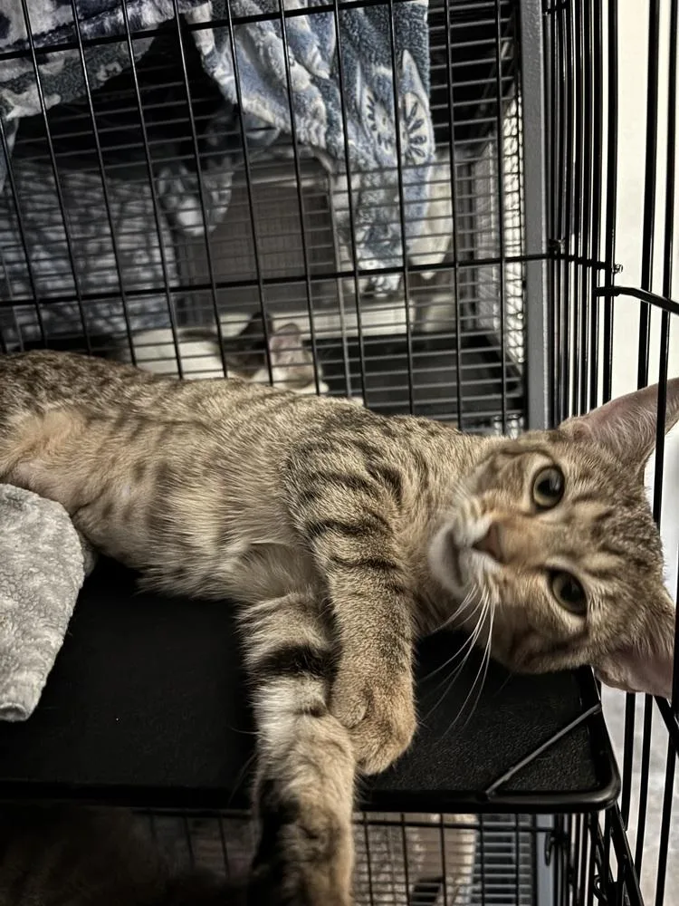 A baby small-sized male Domestic Short Hair cat named Hunter for adoption in Dallas, TX