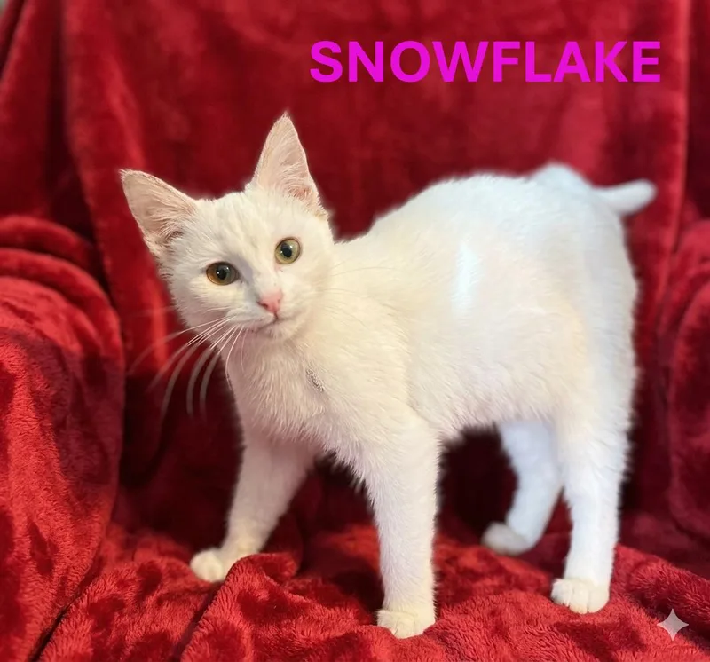 Snowflake