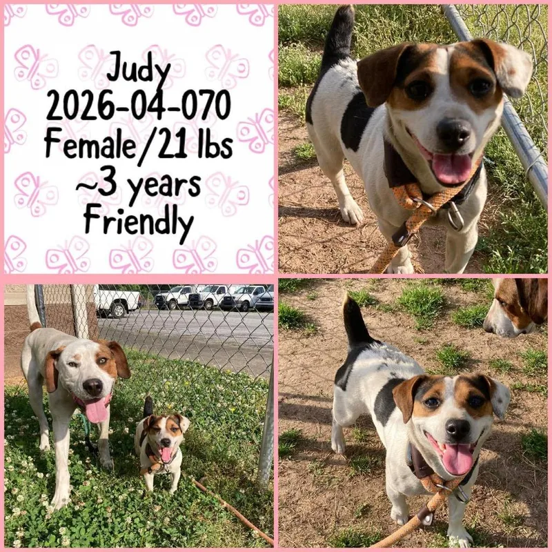 An adult medium-sized female Terrier dog named Judy for adoption in Winder, GA