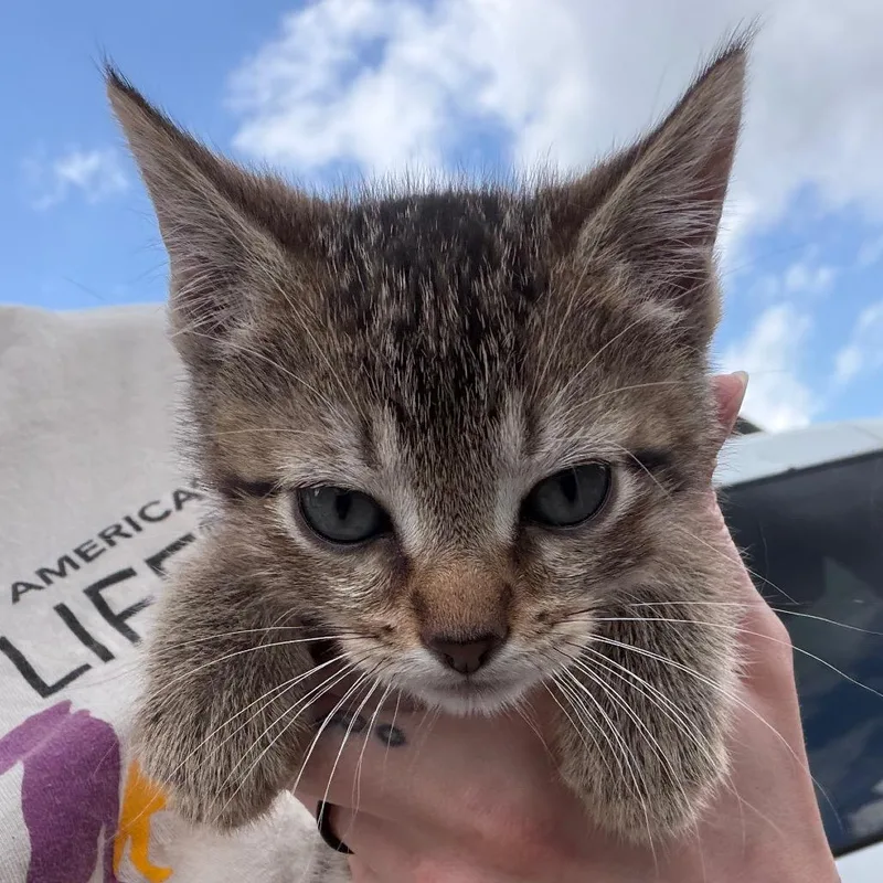A baby small-sized female Brown / Chocolate Domestic Medium Hair cat named Dixie for adoption in Marshall, TX