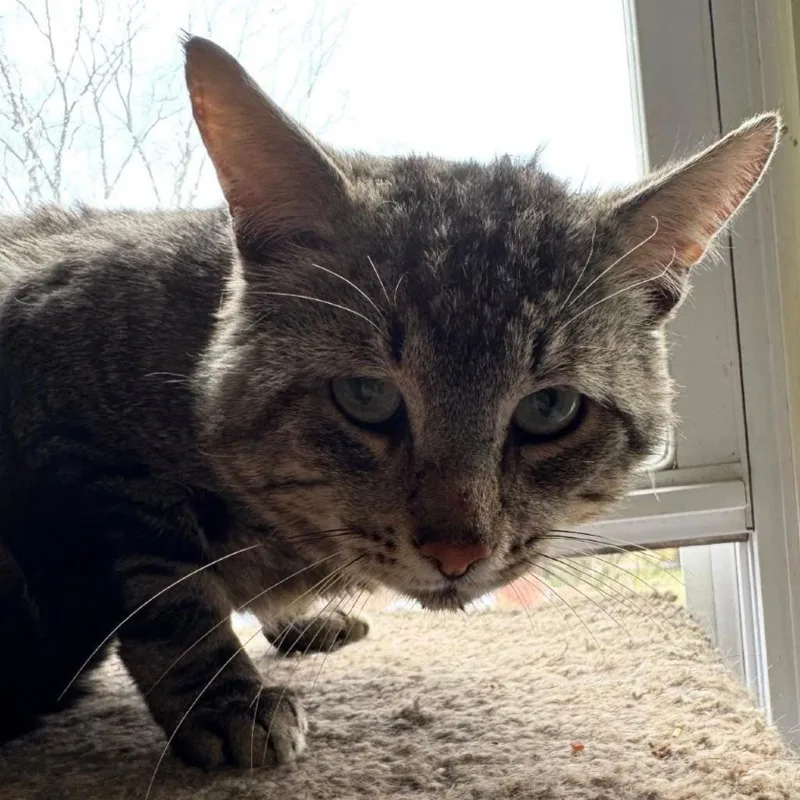 An adult small-sized male Brown / Chocolate Domestic Short Hair cat named Vlad for adoption in Woodbury, NJ