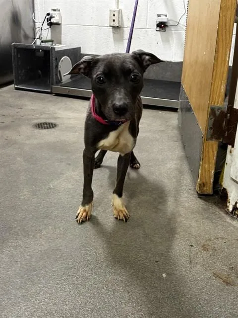 A young medium-sized female Pit Bull Terrier dog named Asia for adoption in Upper Marlboro, MD