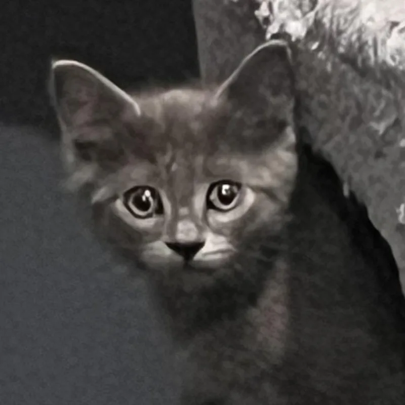 A baby small-sized male Gray / Blue / Silver Domestic Short Hair cat named Sam for adoption in Shawnee, KS