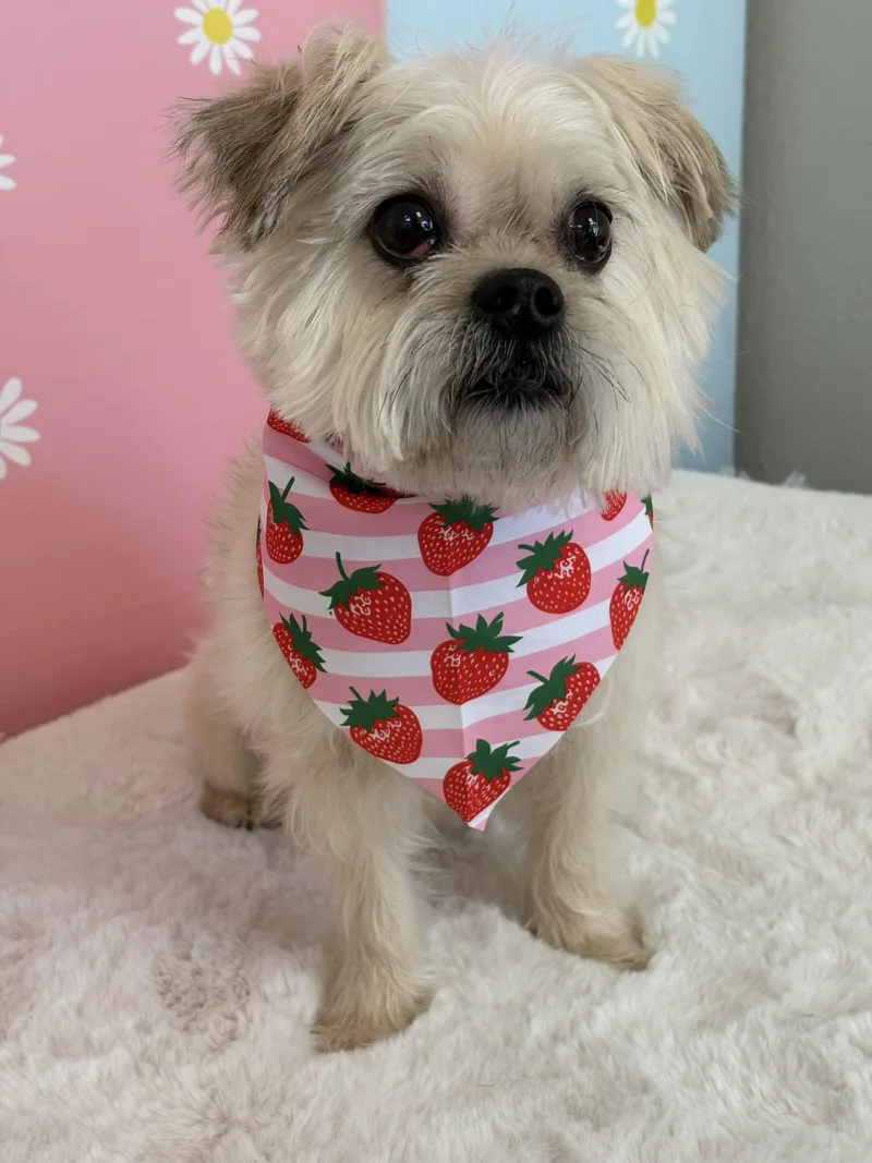A senior small-sized female Yellow / Tan / Blond / Fawn Yorkshire Terrier dog named Hazel for adoption in Mission Viejo, CA