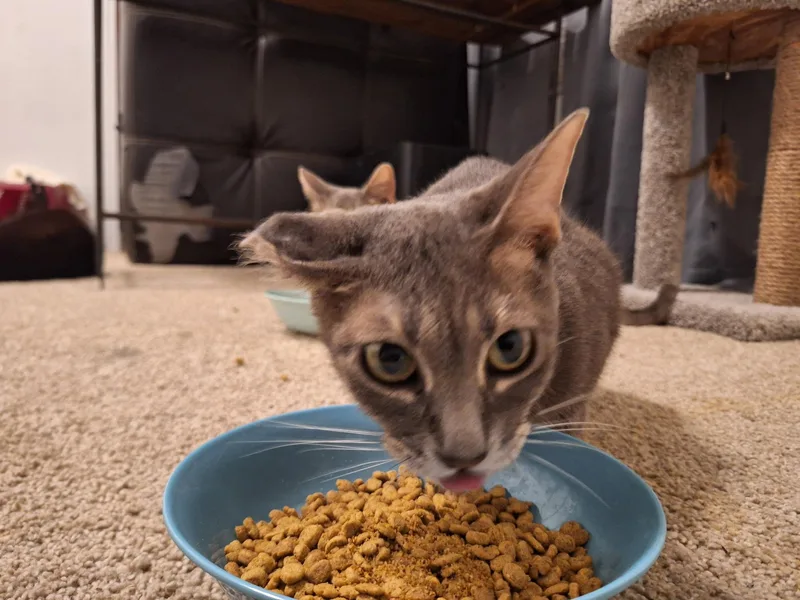 Majin — The Tabby