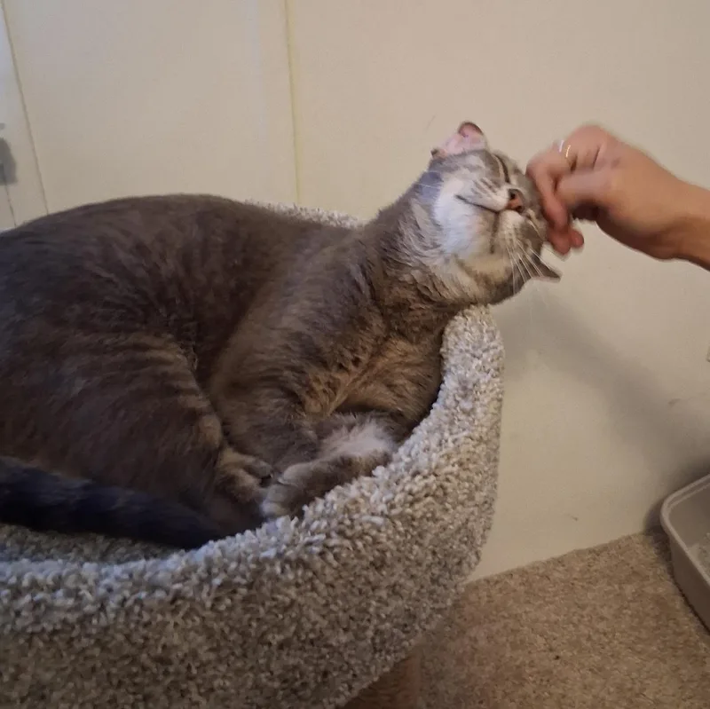 Majin — The Tabby thumbnail 2