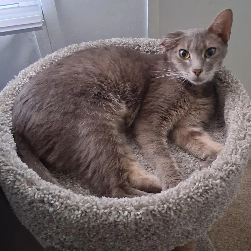 Majin — The Tabby thumbnail 3
