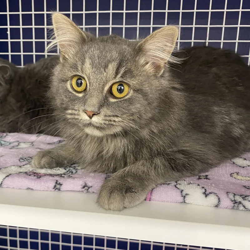 Onrey At Avon Petco!! thumbnail 2