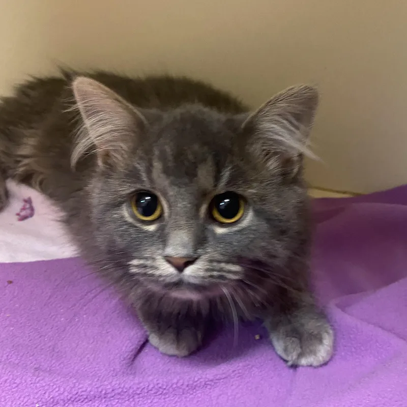 Onrey At Avon Petco!! thumbnail 3