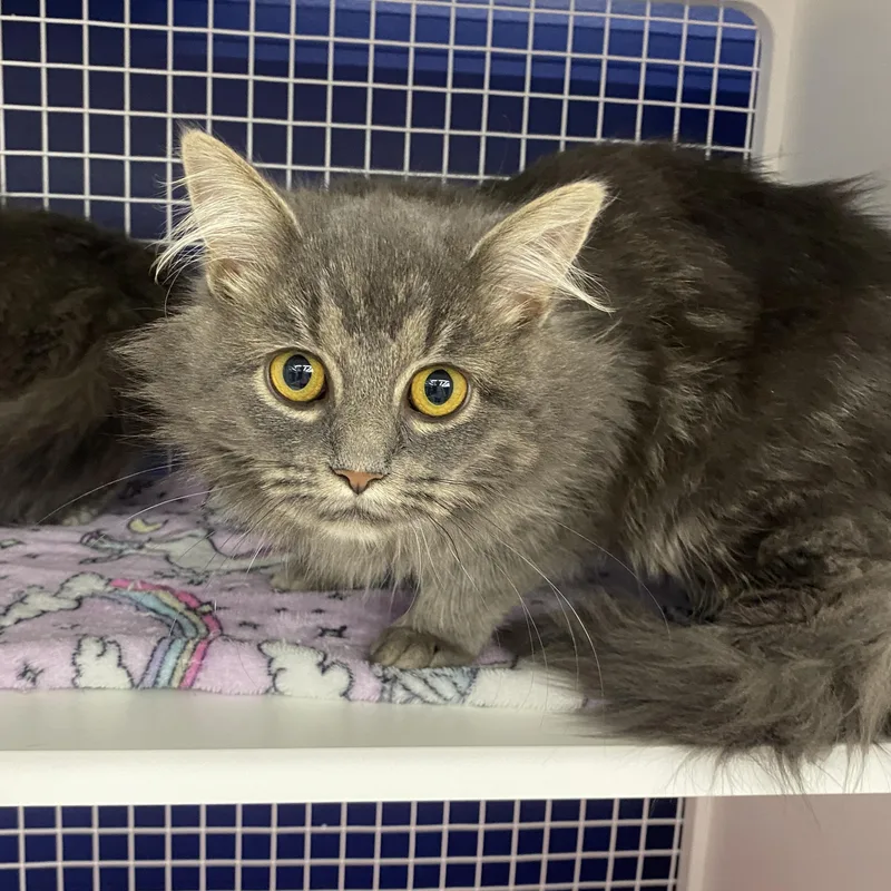 Onrey At Avon Petco!! thumbnail 4