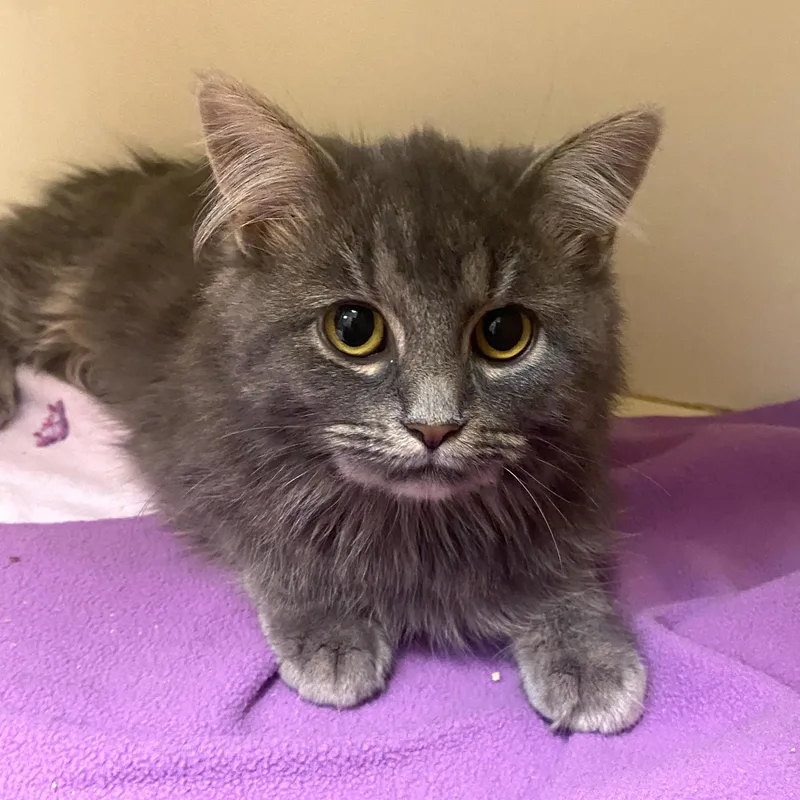 Onrey At Avon Petco!!