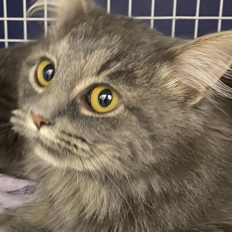 Onrey At Avon Petco!! thumbnail 5