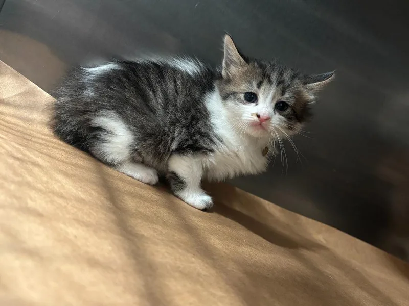A baby large-sized male Domestic Medium Hair cat named Happy for adoption in Cartersville , GA