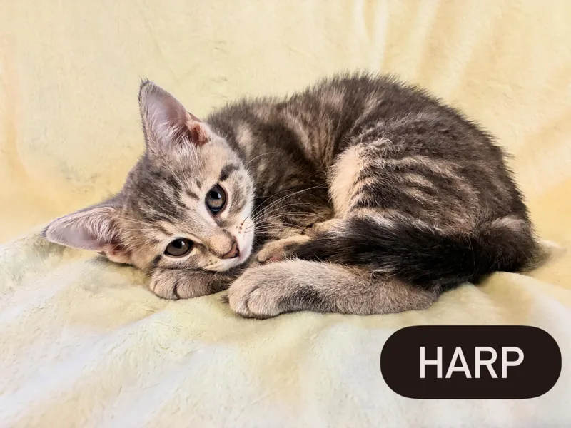 A baby large-sized male Domestic Short Hair cat named Shades of Grey Litter for adoption in Calais, ME
