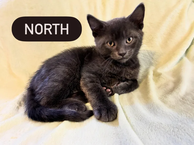 Shades of Grey Litter thumbnail 2