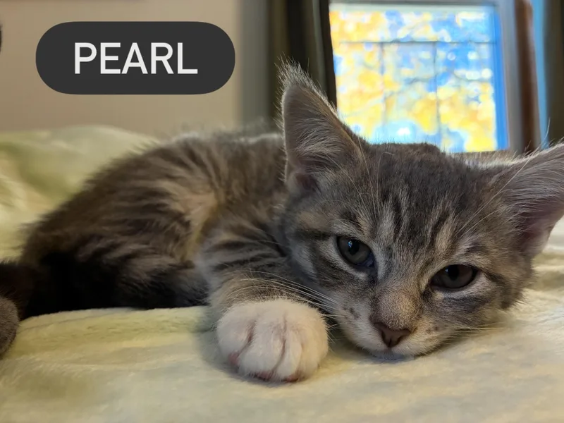 Shades of Grey Litter thumbnail 3